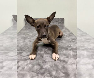 Chihuahua-Unknown Mix Dogs for adoption in Oakhurst, NJ, USA