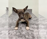 Small Chihuahua Mix