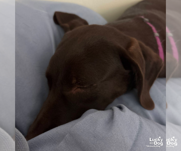 Medium Photo #7 Labrador Retriever-Retriever  Mix Puppy For Sale in Washington, DC, USA