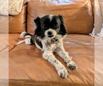 Small #1 Papillon Mix