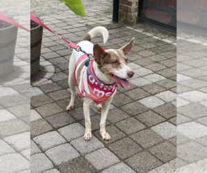 American Pit Bull Terrier-Unknown Mix Dogs for adoption in Oakhurst, NJ, USA