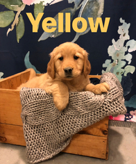Golden Retriever Puppy for sale in BRISTOL, VT, USA