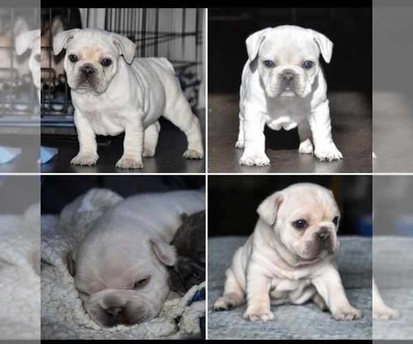 Medium Photo #2 French Bulldog Puppy For Sale in NORTHRIDGE, CA, USA