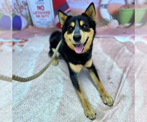 *SLEEVES - Male Australian Kelpie-Unknown Mix Dog for Adoption - Photo #2