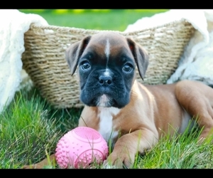 Boxer Puppy for sale in SHIPSHEWANA, IN, USA