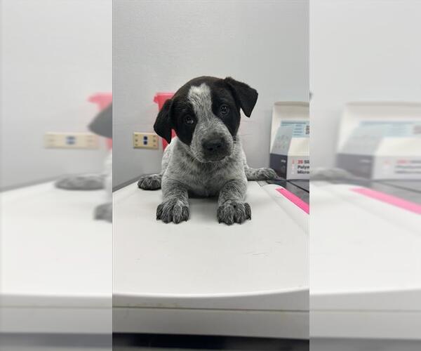 Medium Photo #1 Mutt Puppy For Sale in Corpus Christi, TX, USA