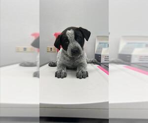 Mutt Dogs for adoption in Corpus Christi, TX, USA