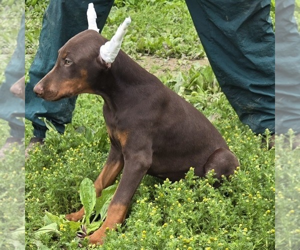 Medium Photo #3 Doberman Pinscher Puppy For Sale in POMEROY, OH, USA