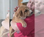 Small #3 Labrador Retriever Mix