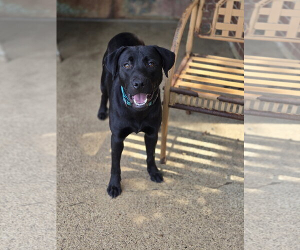 Medium Photo #2 Labrador Retriever Puppy For Sale in Bardstown, KY, USA