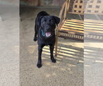 Small #1 Labrador Retriever