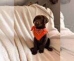Small Photo #3 Labrador Retriever Puppy For Sale in LONG PINE, NE, USA