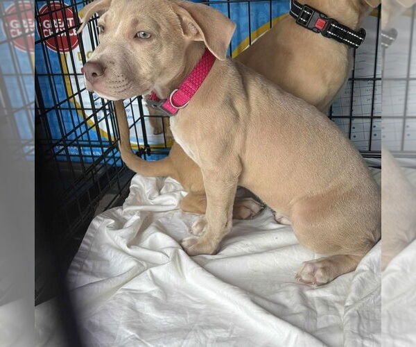 Medium Photo #4 American Pit Bull Terrier-American Staffordshire Terrier Mix Puppy For Sale in Wenonah, NJ, USA