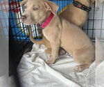 Small #3 American Pit Bull Terrier-American Staffordshire Terrier Mix