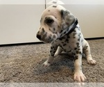 Small Photo #3 Dalmatian Puppy For Sale in SAINT PETERSBURG, FL, USA