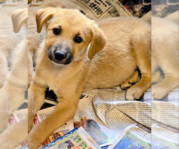 Medium Photo #1 Labrador Retriever-Unknown Mix Puppy For Sale in House Springs, MO, USA