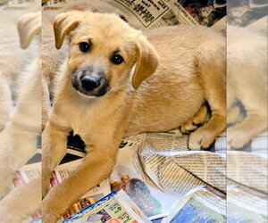 Labrador Retriever-Unknown Mix Dogs for adoption in House Springs, MO, USA