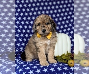 Aussiedoodle Puppy for sale in OXFORD, PA, USA