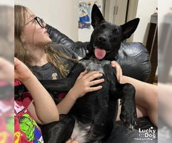 Medium Photo #4 Mutt Puppy For Sale in Washington, DC, USA