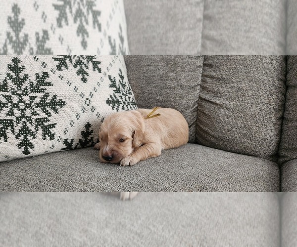 Medium Photo #6 Golden Retriever Puppy For Sale in THOMASTON, ME, USA