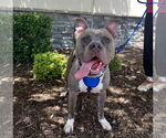 Small #1 American Bulldog Mix
