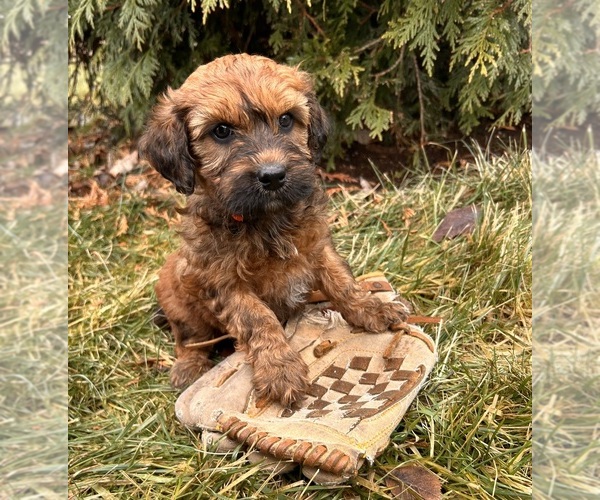 Medium Photo #1 Whoodle (Miniature) Puppy For Sale in MIDDLEBURY, IN, USA