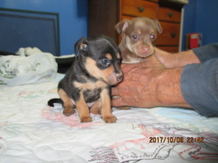 Miniature Pinscher Puppy for sale in RIVER GROVE, IL, USA