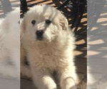 Small Photo #10 Great Pyrenees Puppy For Sale in EL DORADO, KS, USA