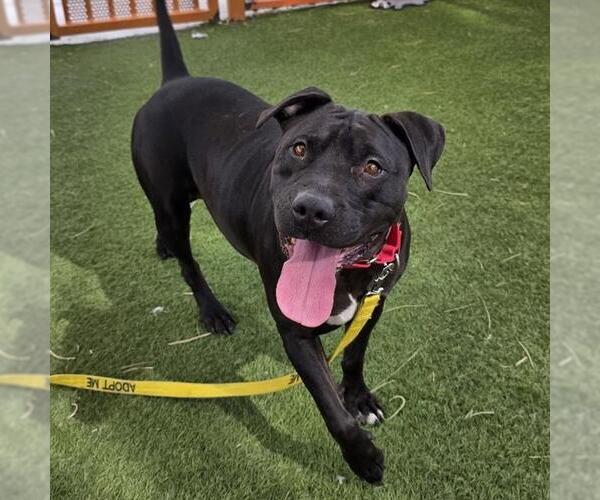 Medium Photo #2 Mutt Puppy For Sale in Las Vegas, NV, USA