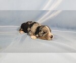 Small #5 Bernedoodle (Miniature)