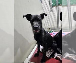 Dachshund-Miniature Schnauzer Mix Dogs for adoption in Frisco, CO, USA
