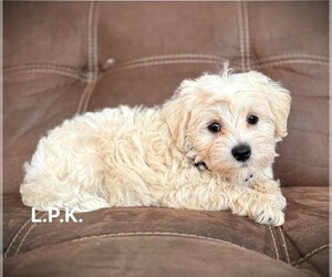 Schnoodle (Miniature) Puppy for sale in WINNSBORO, LA, USA