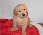 Small Photo #1 Golden Retriever Puppy For Sale in COLUMBUS, OH, USA