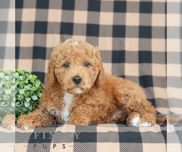 Medium Photo #3 Goldendoodle (Miniature) Puppy For Sale in DORNSIFE, PA, USA