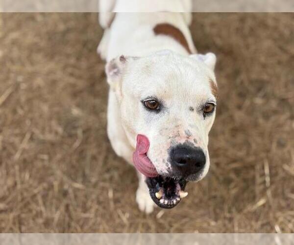 Medium Photo #1 American Pit Bull Terrier Puppy For Sale in Tulsa, OK, USA