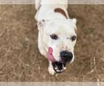 Small American Pit Bull Terrier