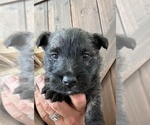 Puppy Puppy 1 Scottish Terrier