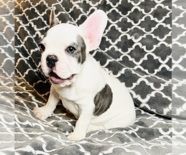 Full screen Photo #2 French Bulldog Puppy For Sale in STATEN ISLAND, NY, USA