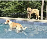 Small #1 Anatolian Shepherd-Labrador Retriever Mix