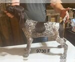 Small #3 German Shorthaired Pointer