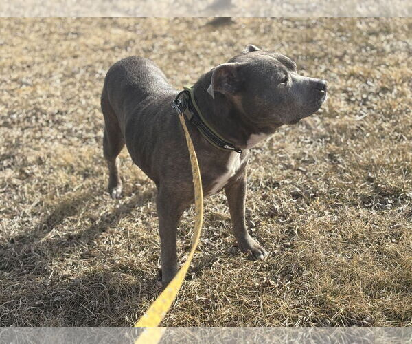 Medium Photo #2 American Pit Bull Terrier-Unknown Mix Puppy For Sale in Brooklyn Center, MN, USA