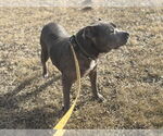 Small #1 American Pit Bull Terrier Mix