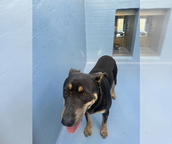 Medium Photo #1 German Shepherd Dog-Unknown Mix Puppy For Sale in Downey, CA, USA