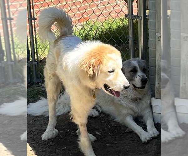 Medium Photo #5 Great Pyrenees-Unknown Mix Puppy For Sale in Dallas, TX, USA