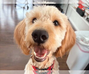 Goldendoodle Dogs for adoption in Cookeville, TN, USA