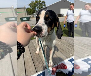 Buster - Male Coonhound-Unknown Mix Dog for Adoption - Photo #4