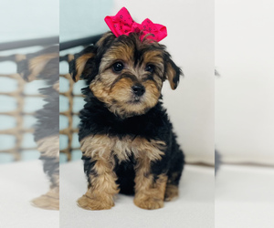 YorkiePoo Puppy for sale in CINCINNATI, OH, USA