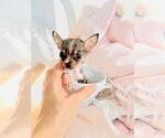 Small #2 Chihuahua