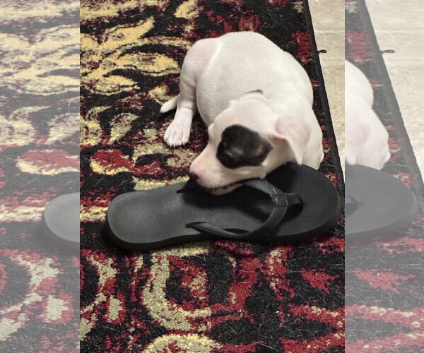 Medium Photo #4 Mutt Puppy For Sale in Holly Springs, NC, USA