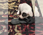 Small Photo #4 Mutt Puppy For Sale in Holly Springs, NC, USA